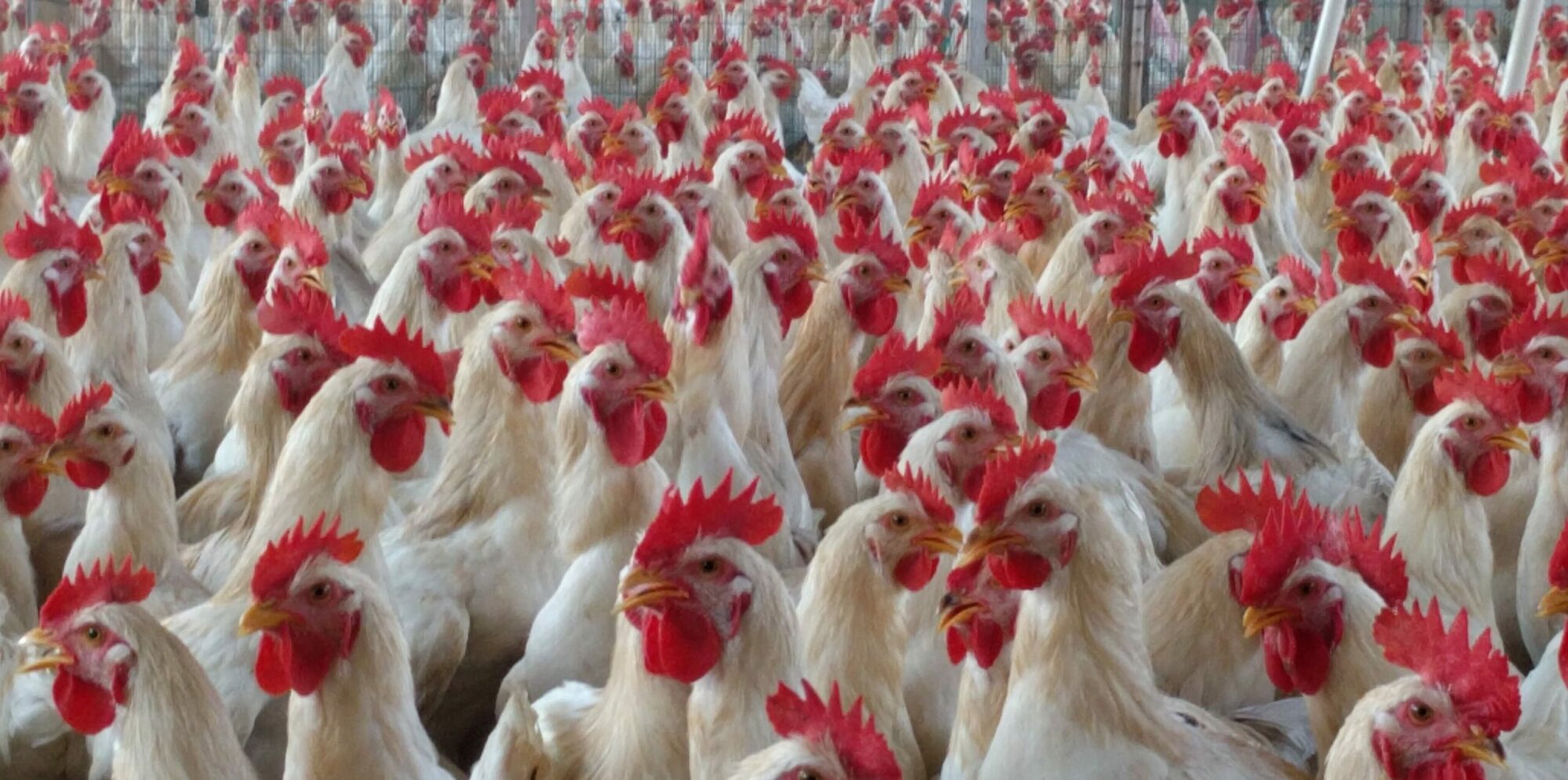 polli ruspanti agricola Scisciani e Raschini Fermo