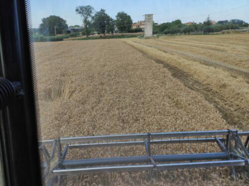 trebbiatura grano 2020