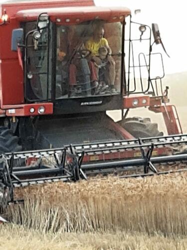 trebbiatura grano 2020