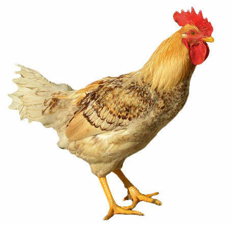 pollo ruspante Scisciani